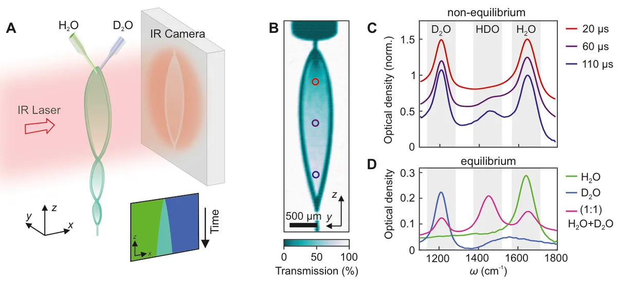Spatio-spectral imaging of proton-deuteron exchange at a liquid-liquid interface. (A) Schematic of the experiment. Two impinging cylindrical microjets of H_2O and D_2O form a LS with a liquid-liquid interface. The inset schematically shows a cross-section of the H_2O (green) - D_2O (blue) LS as it evolves downstream, which leads to the gradual formation of HDO in the diffusively mixed region (turquoise) at the interface. The transmission of a narrowband and wavelength-tunable IR-FEL beam through the LS is imaged with an IR camera. (B) Transmission image T(y,z) for an H_2O/D_2O LS at the H-O-H bending vibration (_IR=1640 cm^-1). (C) Optical density -_10(T) spectra extracted from three locations of the LS in B) marked by circles. The H-O-H and D-O-D bending vibrations of H_2O and D_2O, as well as the H-O-D bending vibration of HDO are well separated and allow for a quantitative analysis of the proton-deuteron exchange. (D) Reference spectra of pre-mixed solutions of H_2O (green), D_2O (blue), and a 50:50 mix of H_2O:D_2O (magenta).
