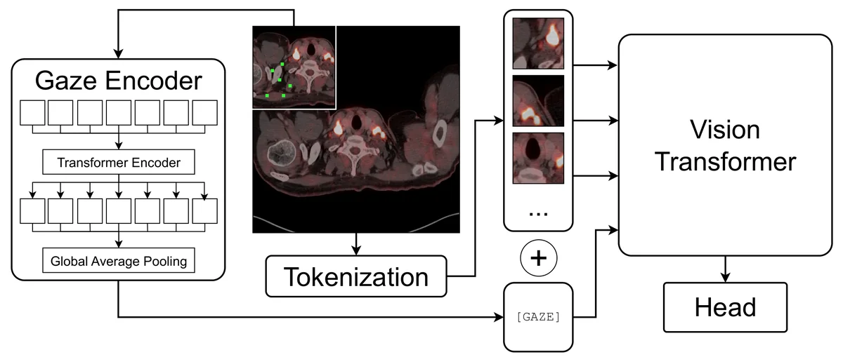 Transformer-based Gaze + Vision architecture. Gaze tokens derived from the trajectory are encoded into a [GAZE] token, then processed jointly by pretrained ViT.
