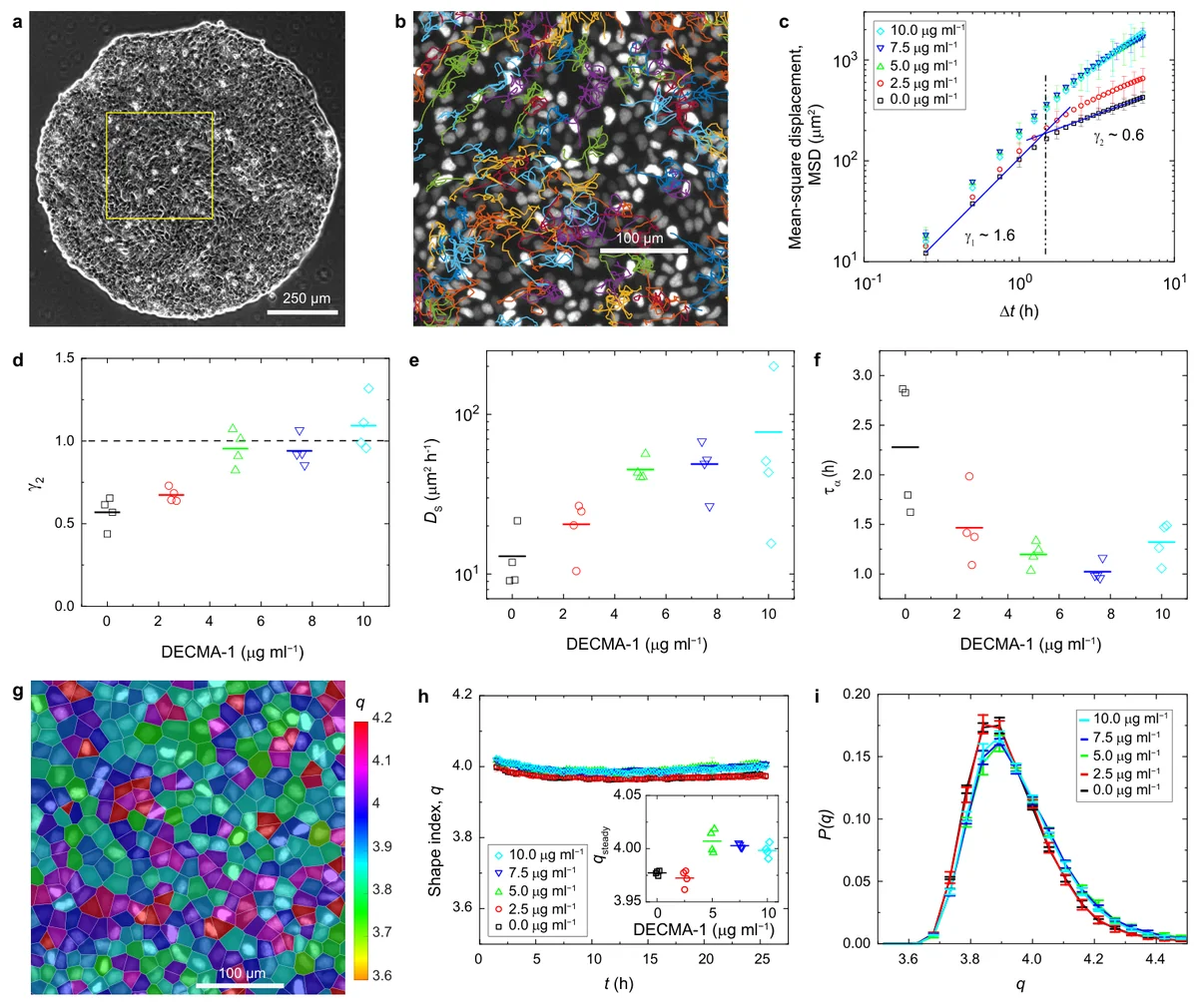 Fluidity of MDCK cell layers treated with the anti-E-cadherin antibody DECMA-1, including trajectories, mean-square displacement, self-diffusivity, structural relaxation, and shape-index measurements.