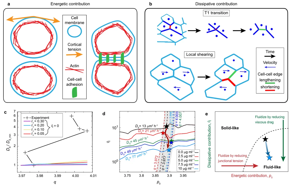 Mapping shape-independent changes in epithelial-monolayer fluidity onto an extended vertex model with energetic and dissipative contributions from cell-cell adhesion.