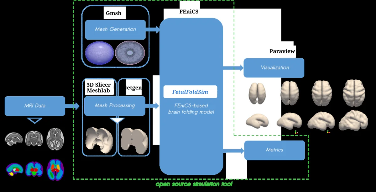 MRI-informed simulation framework around FetalFoldSim (logos removed to respect copyright)