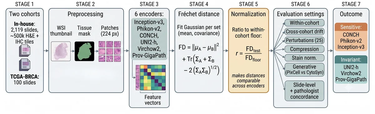 Study workflow: two cohorts, six feature extractors, Fréchet distance with sample-size matching, ratio normalization, and five evaluation settings plus a generative comparison.