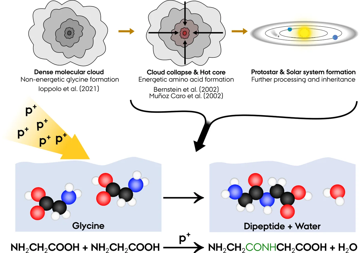 Peptide formation induced by energetic processing in the interstellar medium. Top panel: Schematic representation of the current understanding of stellar evolution, with emphasis on the stages relevant to amino acid formation. Existing studies that have identified potential synthetic pathways for amino acids during these evolutionary phases are indicated for reference 2021NatAs...5..197I,Uvamino,anotherUVamino. The present study focuses predominantly on the final two stages of stellar evolution, where increased energetic processing is prevalent. Bottom panel: Proposed reaction pathway illustrating the ion irradiation of glycine to form glycylglycine, the simplest dipeptide, accompanied by water formation, as investigated in this study. The process is presented both schematically as interstellar ice grains containing glycine molecules and as a balanced chemical equation, pointing out the role of energetic processing in peptide-bond formation (highlighted in green) under astrophysical conditions.