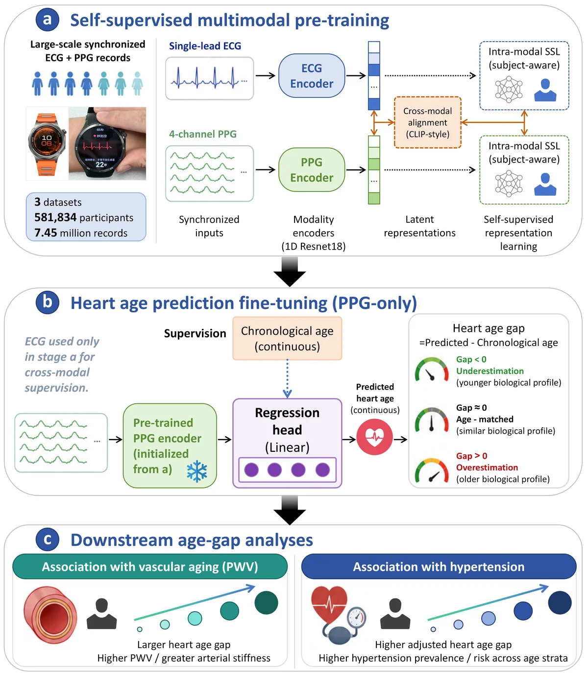 Study overview from ECG-guided cross-modal pretraining to PPG-only heart-age inference and downstream cardiovascular analyses.