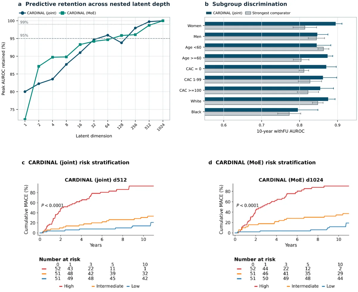 Compact representations, subgroup discrimination and survival risk stratification. a, Percentage of peak 10-year withFU AUROC retained across latent depths. b, Mean 10-year withFU AUROC across five fixed models for CARDINAL (joint) and the strongest non-joint comparator within each sex, age, CAC, and race subgroup; error bars show the sample standard deviation across the five fixed models, and comparator identities are reported in Supplementary Information. c,d, Cumulative MACE incidence for low-, intermediate- and high-risk tertiles for CARDINAL (joint) and CARDINAL (MoE), with number-at-risk tables.
