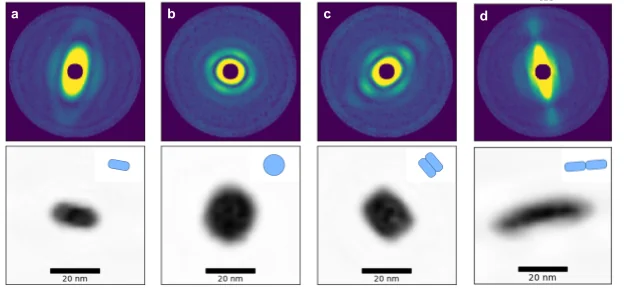 Representative 2D class averages and reconstructed projections for single and paired PS I trimers